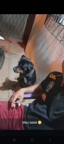 Rotwailler macho disponível para cruzar 