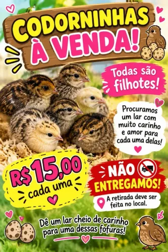 Estou vendendo codorna filhote 15 R$ cada moro em castelo es não entregamos