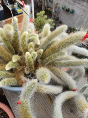 Cactos rabo de macaco florindo diversos promoção 