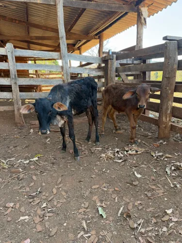 2 Bezerras Girolandas (Anápolis)