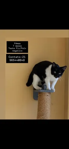 Gata para adoção