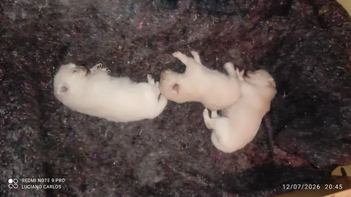 Filhotes de cachorro