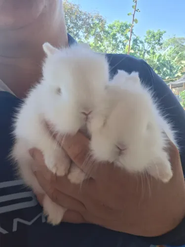 Vendo filhote de coelho Netherland Dwarf