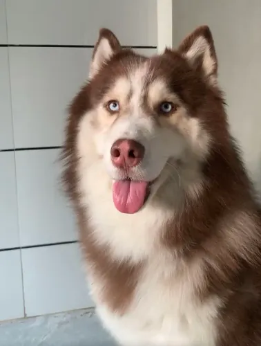 Husky wooly siberiano 4 parcelo até 18x pedigree 