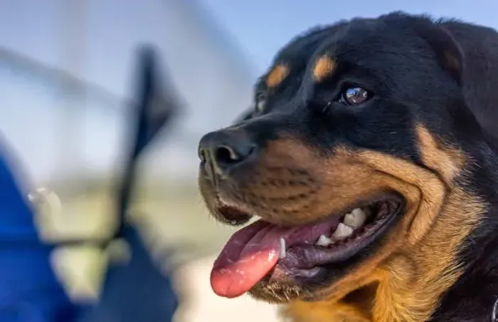 ? Seu Novo Rottweiler Espera por Você | Filhotes Disponíveis
