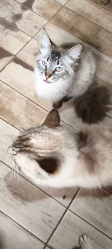 Gatos de raça 