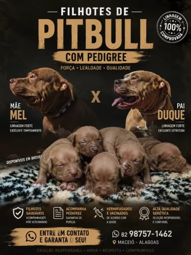 Filhotes de Pitbull