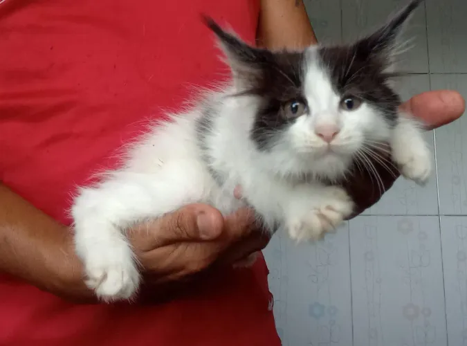 Gato Maine Coon
