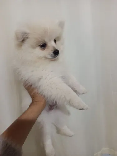 Spitz alemão 