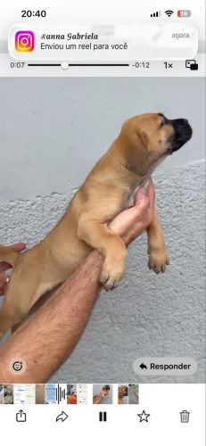 Vende se filhotes de fila brasileiro