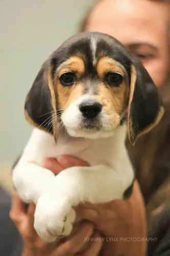 Beagle Pet esperando por um lar cheio de amor