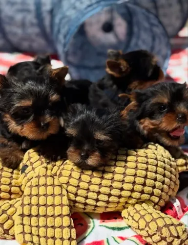 Yorkshire terrier zero
