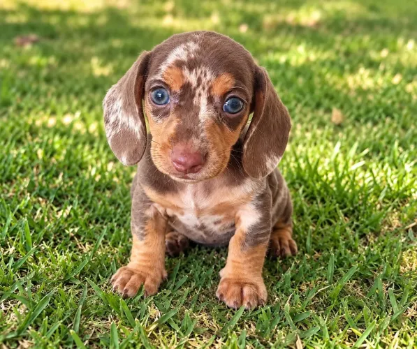Dachshund mini e kaninchen