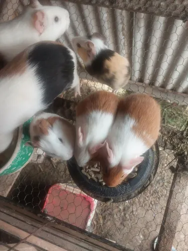 Porquinho da Índia 