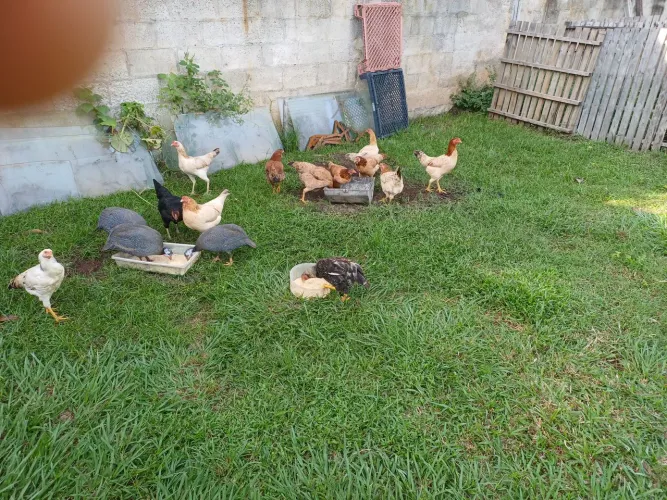GALINHAS CAIPIRA QUINTAL