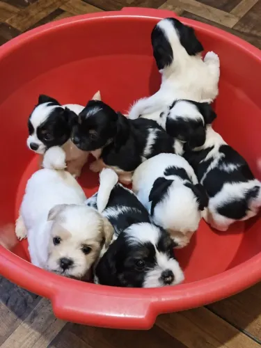 Vendo filhotes de cachorro Shitzu