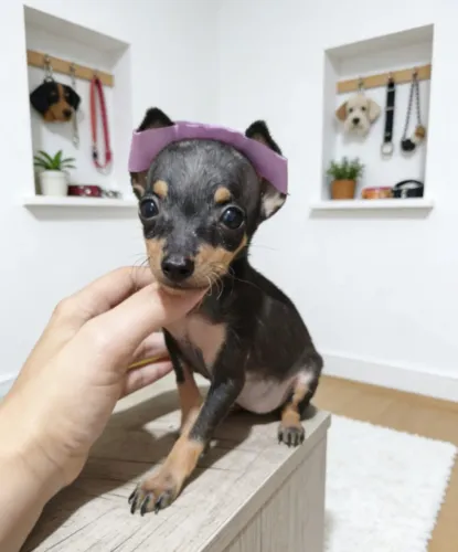 Filhotes de pinscher muito espertos 