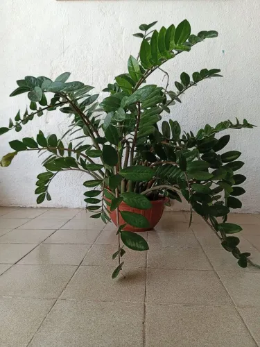 Zamioculca grande