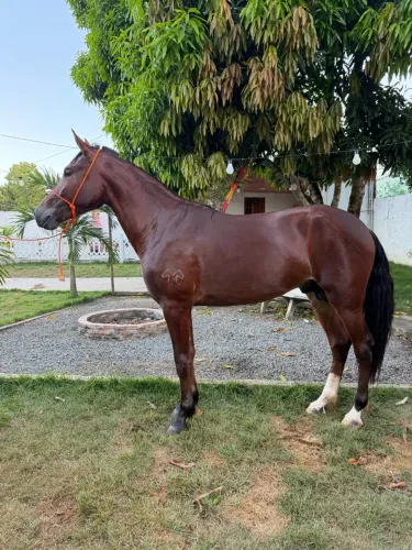 Vendo cavalo mangalarga registrado