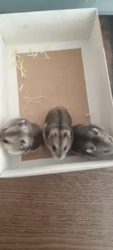 Hamster sírio anão - filhotes mansos