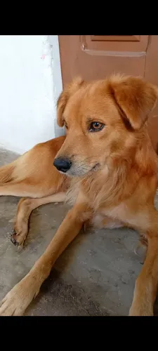 Cachorro para adoção 