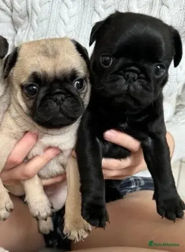 Neném pug preto com saúde garantida em contrato de venda