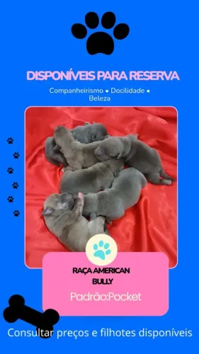Filhotes de American Bully poket 