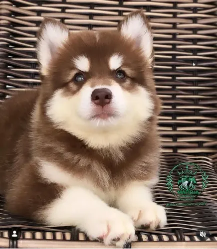 Filhotes de Husky siberiano Wolly