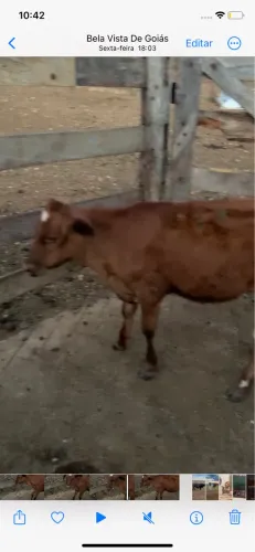 Vendo Bezerra 