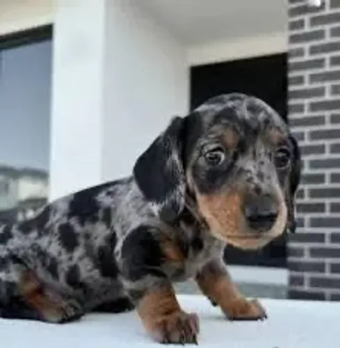 Filhote Basset dachshund macho alerquin!!!