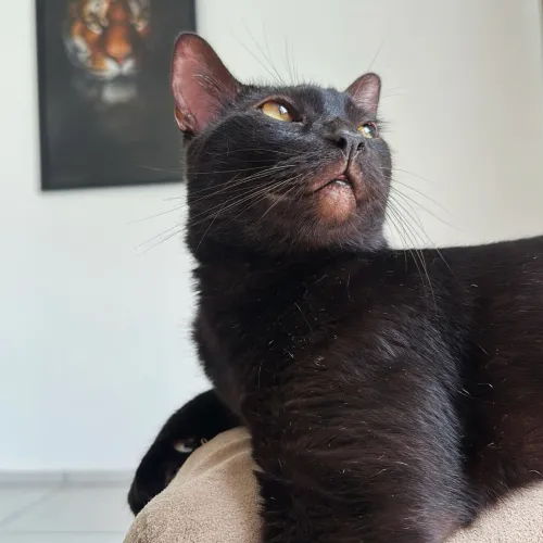 Adoção Responsável - Gato