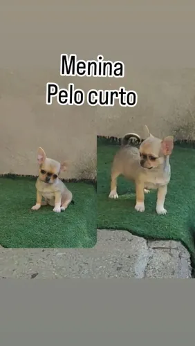 Fêmea pelo curto bem pequena 