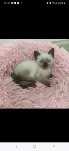 Gatinha siamês