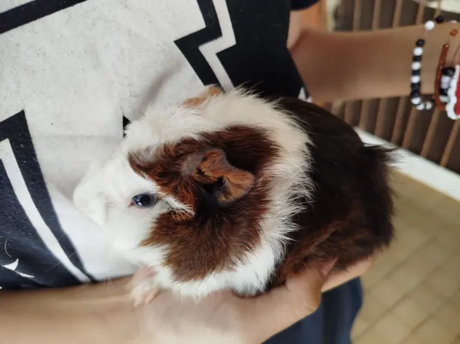 Lindos porquinho da índia 