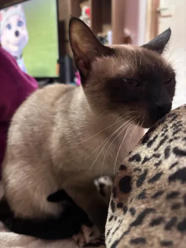 Doa-se gatinhas