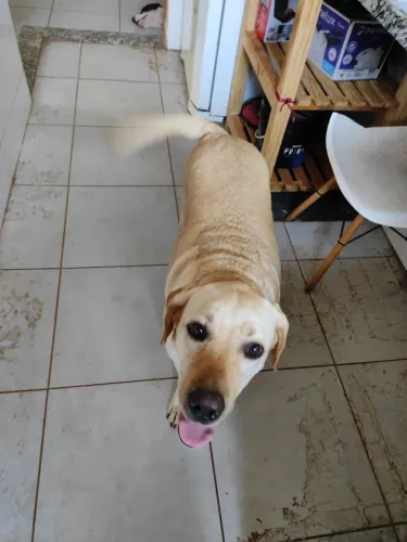 Doação de labradora pura 