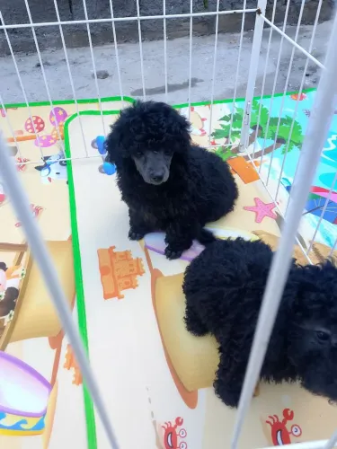 Poodle toy