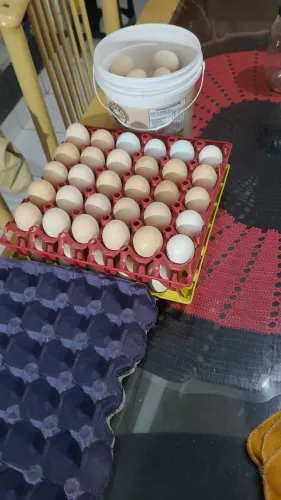 Ovos de galinha caipira fecundados.