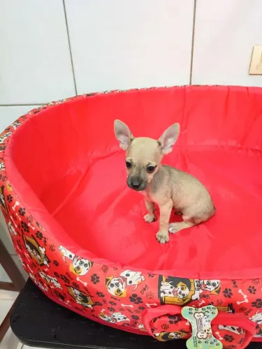 Filhote pinscher miniatura macho creme
