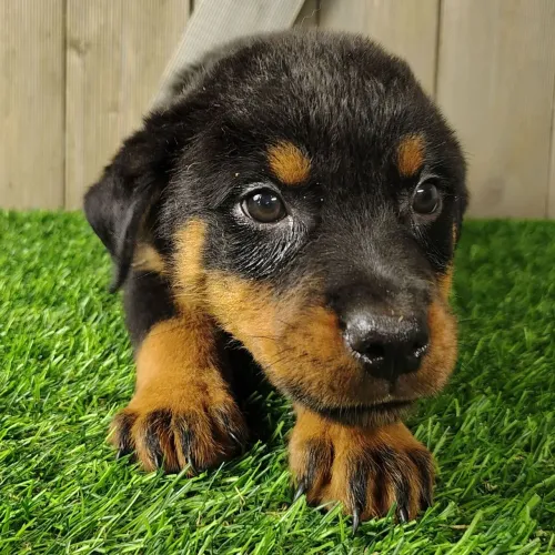 Rottweiler: Filhote com excelente linhagem, estrutura e saúde.