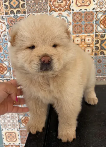 Filhote de Chow Chow disponível