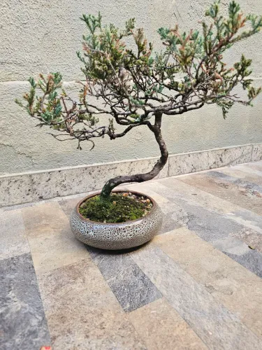Bonsai de Tuia Jacaré