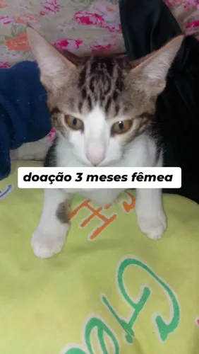 gatinhos pra doação