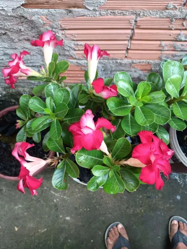 ROSAS DO DESERTO