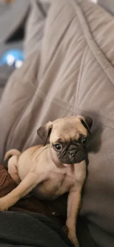Miniatura de pug fêmea