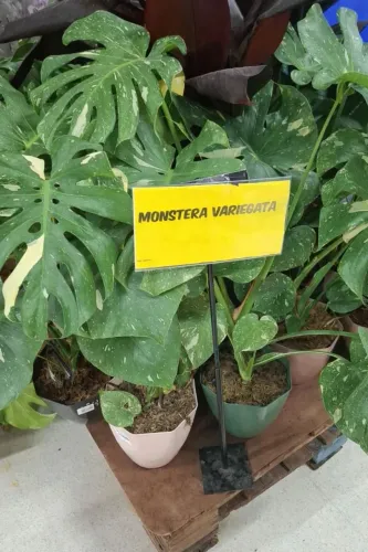 Planta rara - Monstera variegata - para colecionadores 