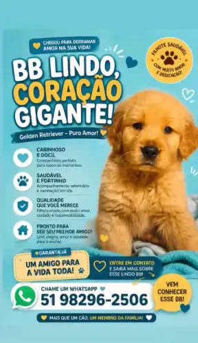 Filhote de Golden