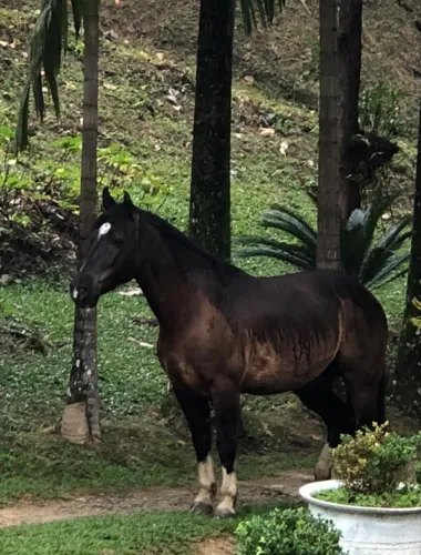 CAVALO CRIOULO PURO