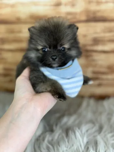 Lulu da Pomerania MACHO