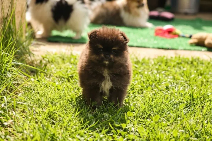 Lulu da pomeranea 